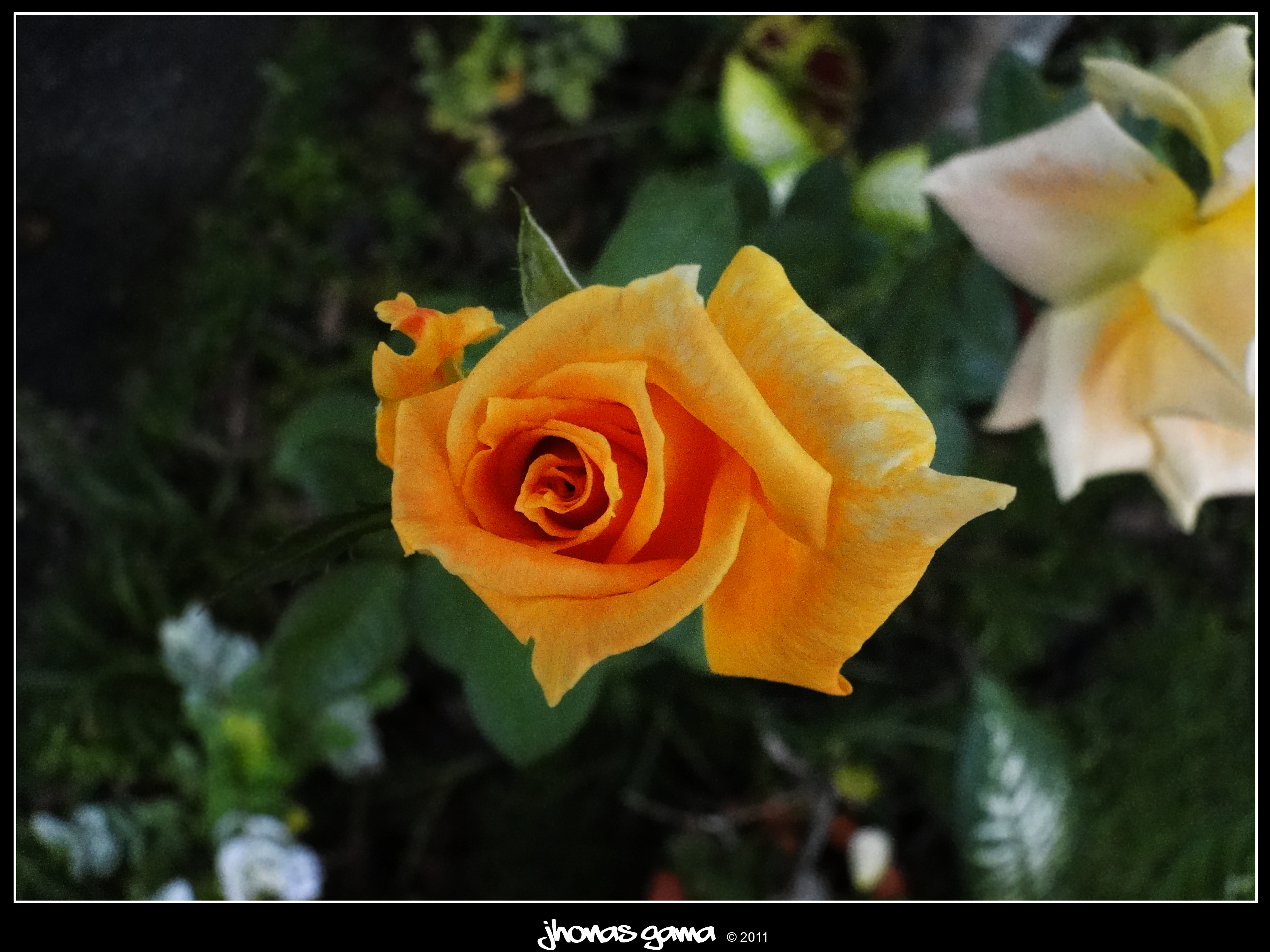 Yellow Rose