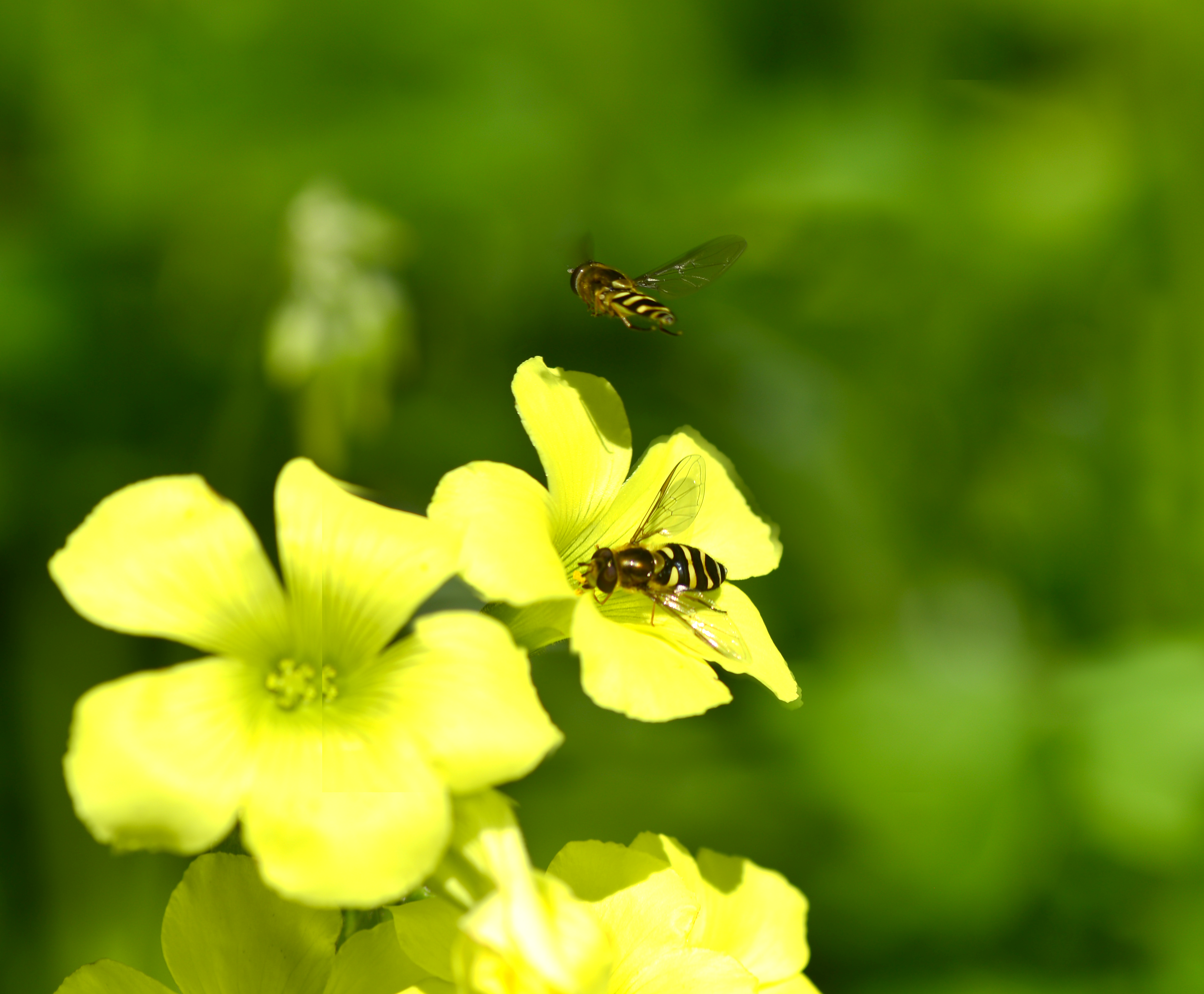 California Bee Wasp in backyard