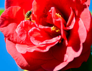 Pollinat a Begonia