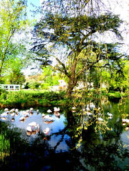 Pelicans in the Sun