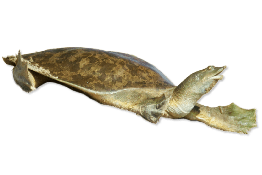 Deviantart Softshell Turtle American Softshell Turtle by KengHengProGamer4b on DeviantArt