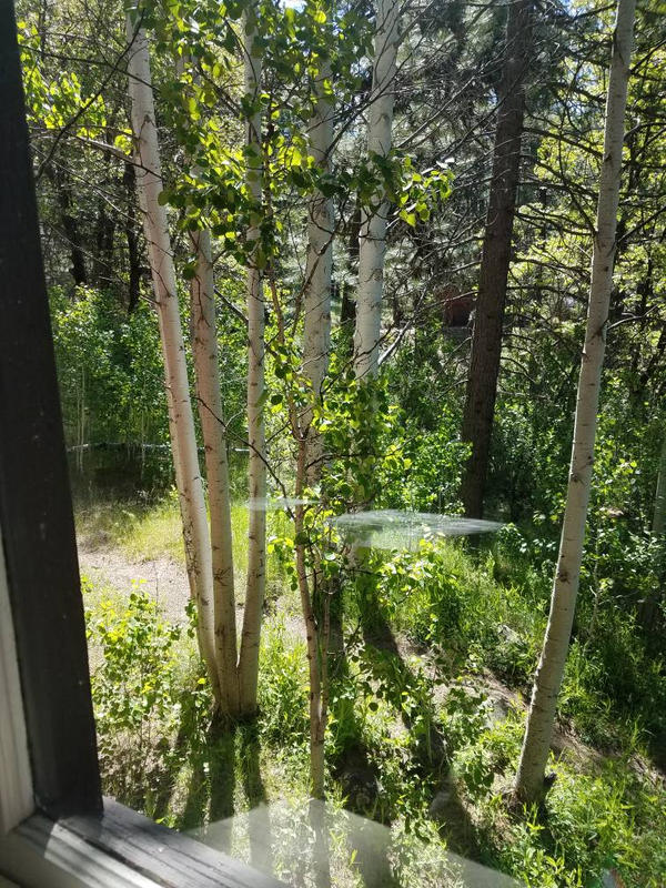 Aspens Through the Window