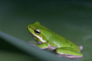 Green Tree frog