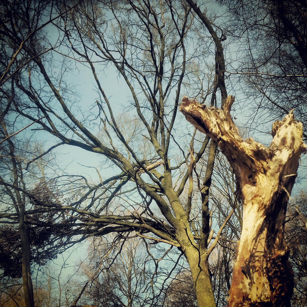 Moving tree by Yiro on DeviantArt