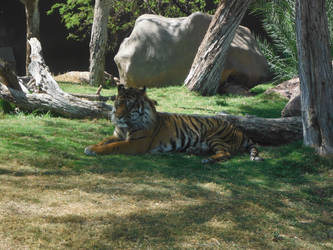 Tiger in Phoenix Zoo