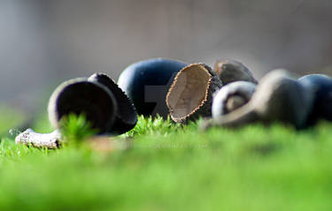 Acorns on Moss.