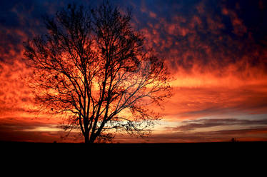 Sunrise Tree