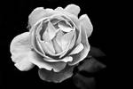 The Rose BW by Flyy1