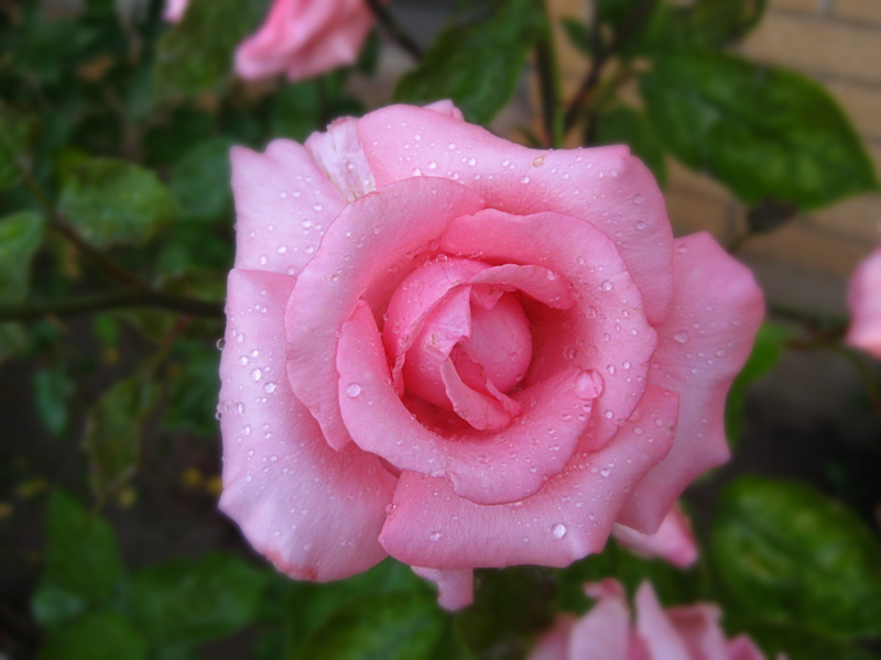 Pink Rose