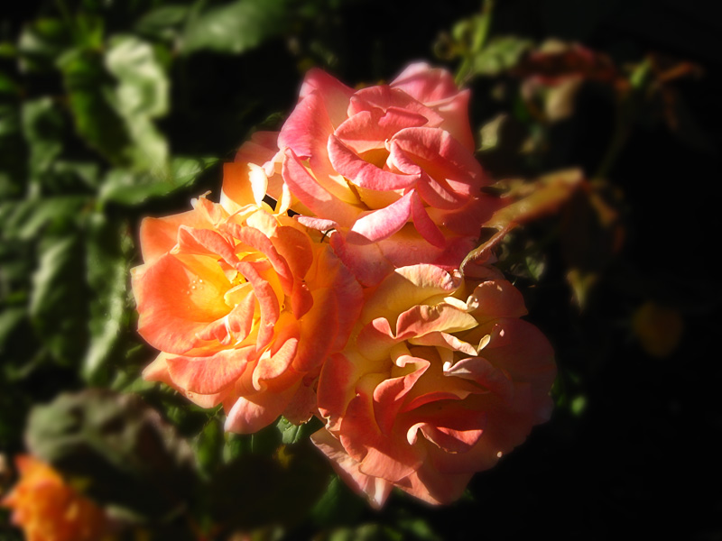 Sunset Roses in the Morning