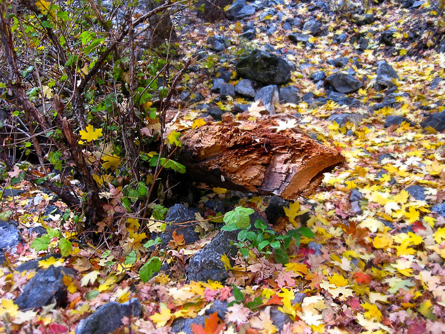 Autumn Log