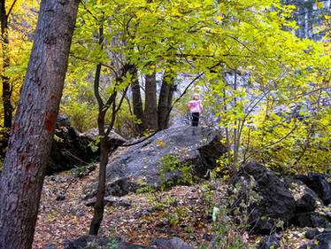 Exploring the Autumn Forest