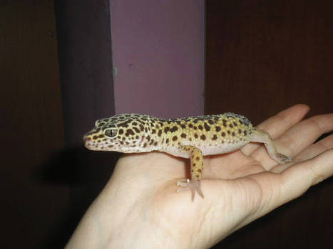 Geko 2