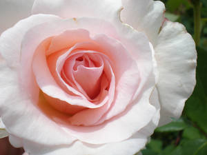 Pink Rose