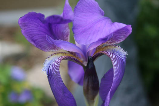 Iris