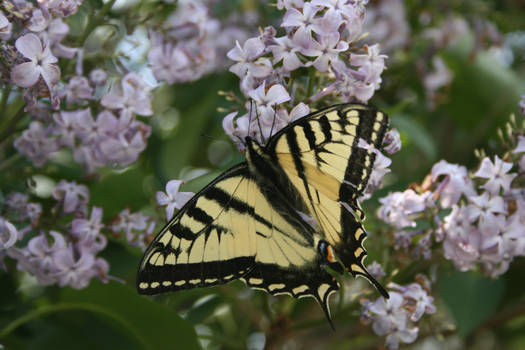 Canadian Tiger Swallowtail