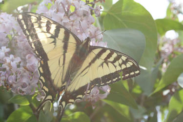 Swallowtail Bliss