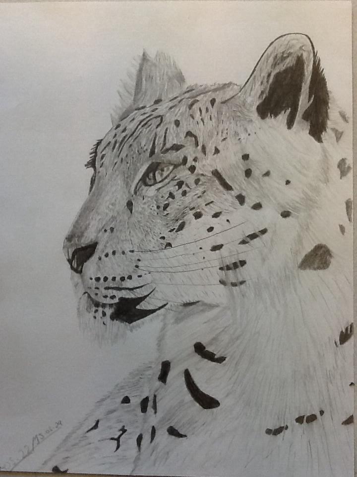 Leopard