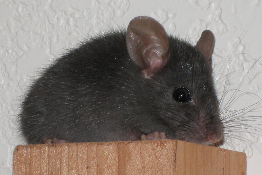 Pygmy Mouse by VibrantWisdomArts on DeviantArt