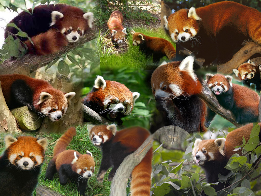 Ailurus Fulgens Styani