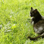 Black and white cat