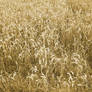 Golden Fields