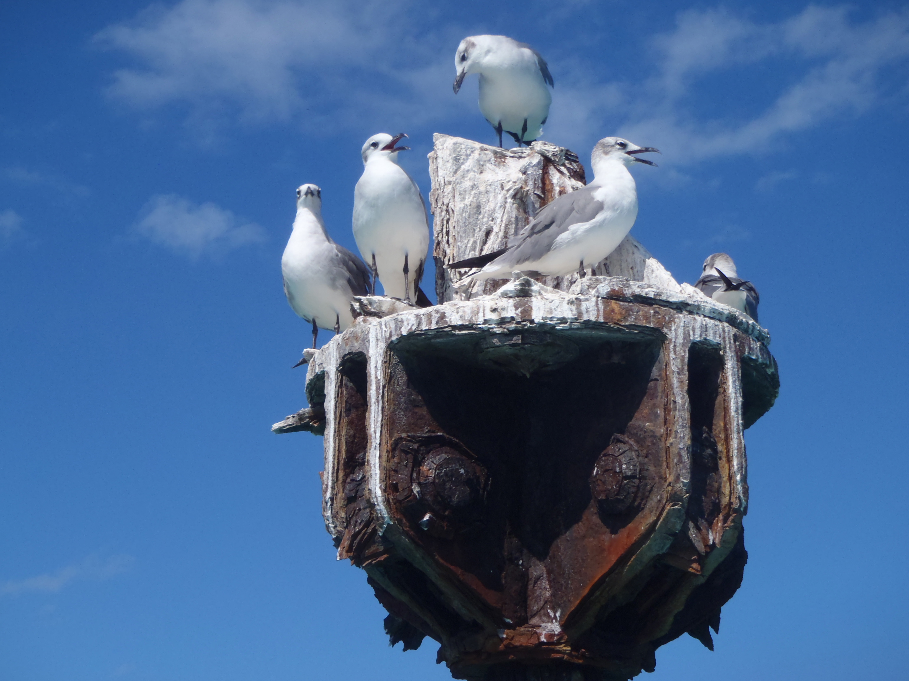 Gulls at Fort Jefferson