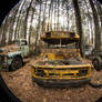 Mellow Yellow