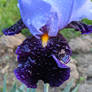 Purple and Lavender Iris