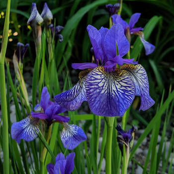 Persimmon in the Shade (Siberian Iris)