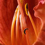 Within Warmth