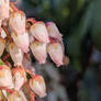 Pieris Japonica Close-up