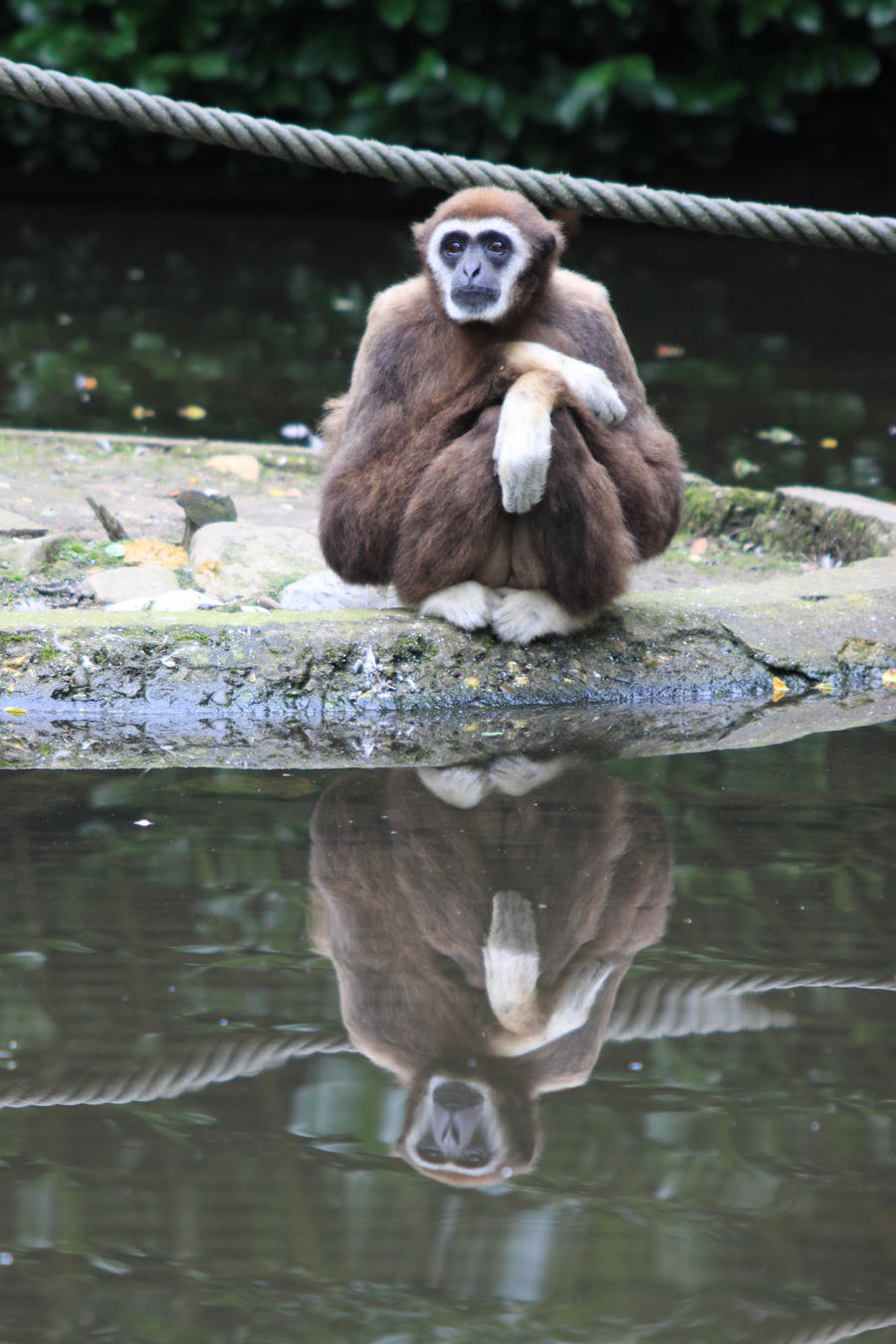 Monkey reflected in the water