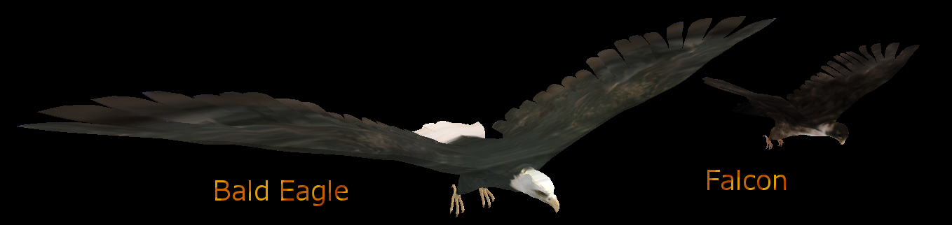 Birds of Prey Mesh Bundle | FeralHeart