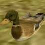 Mallard Duck - FeralHeart Mesh