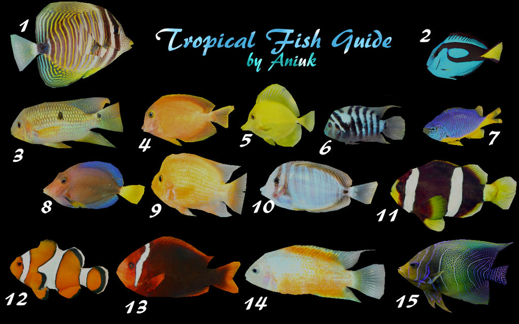Tropical Fish Pack Guide