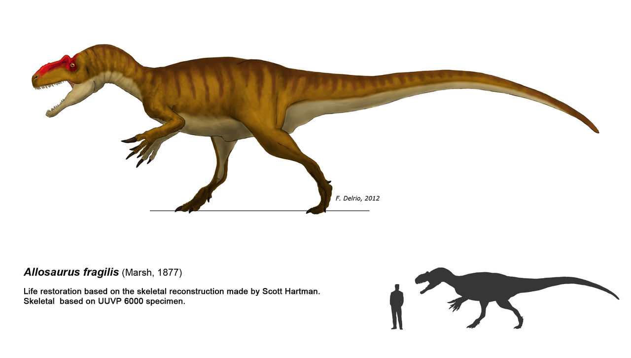 Allosaurus fragilis