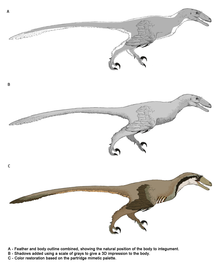 Paravians studies - Plumage distribution