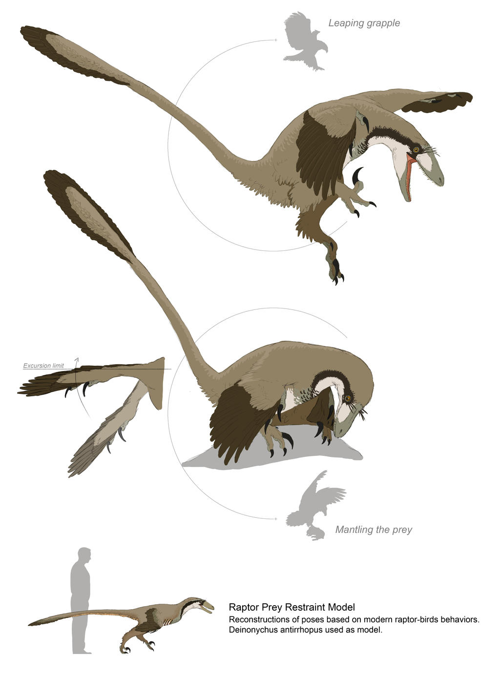 Paravians studies - Raptor Prey Restraint Model by DELIRIO88 on DeviantArt
