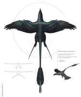 Microraptor specimen 2016