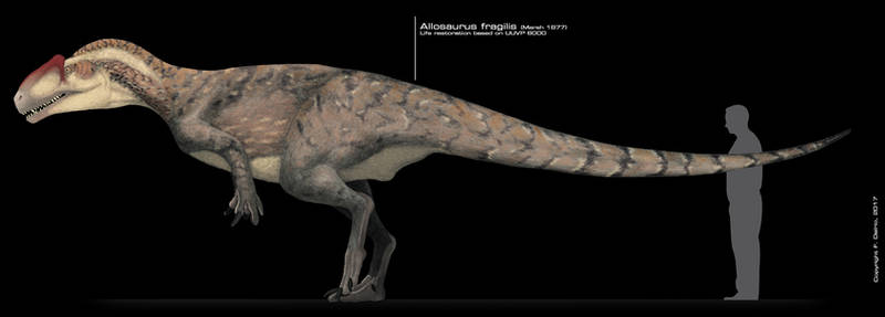 A. fragilis human size comparison. Credit: DELIRIO88/DeviantArt.