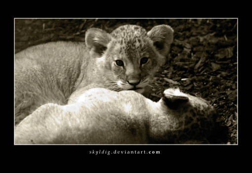 Lioncubs