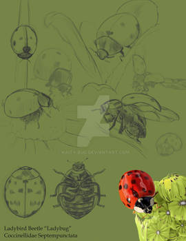 Ladybug Studies