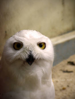 Snowy Owl