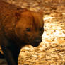 Bush Dog