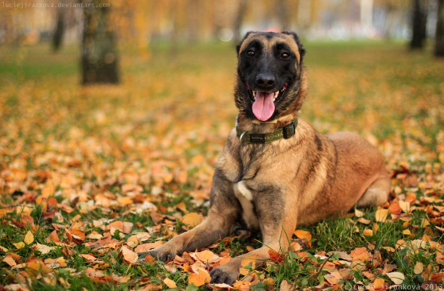 Colours of Autumn