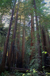 Redwoods I