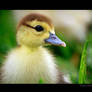 Spring Duckling