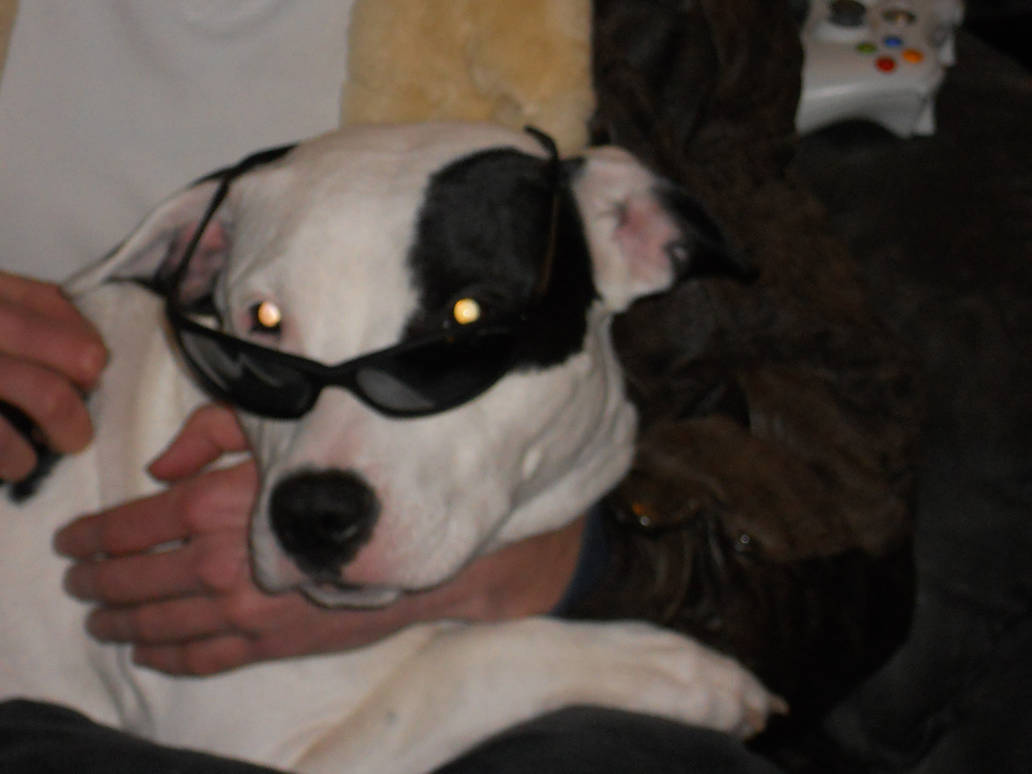 Cool Dog With Shades By Gephoria On Deviantart