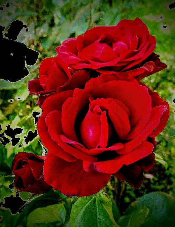 Beautiful red rose-12